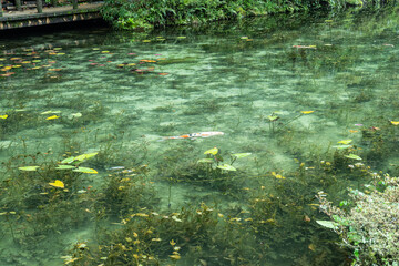 名もなき池（モネの池）