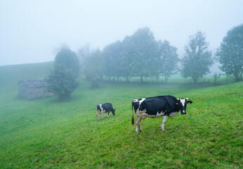 Fototapeta premium Miera Valley, Valles Pasiegos, Cantabria, Spain, Europe
