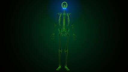 3d illustration of human skeleton skull mandible bone anatomy