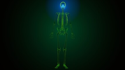 3d illustration of  human skeleton skull maxilla bone anatomy 