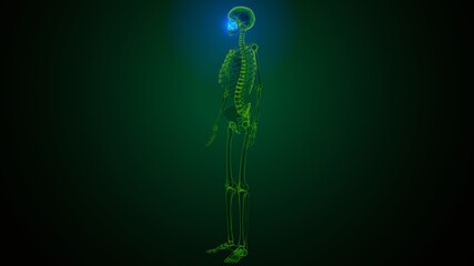 3d illustration of  human skeleton skull maxilla bone anatomy  © PIC4U