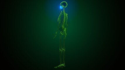 3d illustration of  human skeleton skull maxilla bone anatomy  © PIC4U