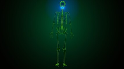 3d illustration of  human skeleton skull maxilla bone anatomy 
