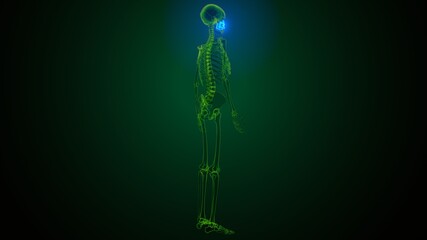 3d illustration of  human skeleton skull maxilla bone anatomy  © PIC4U