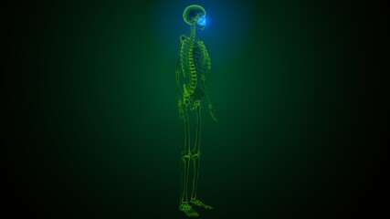 3d illustration of  human skeleton skull maxilla bone anatomy  © PIC4U