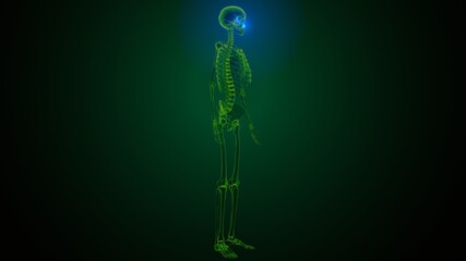 3c illustration of human skeleton skull temporal bone anatomy