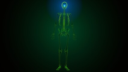 3d illustration of human skeleton skull spheroid bone anatomy
