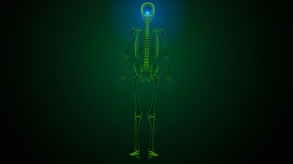 3d illustration of human skeleton skull spheroid bone anatomy
