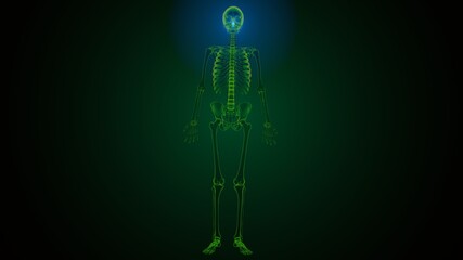3d illustration of human skeleton skull spheroid bone anatomy
