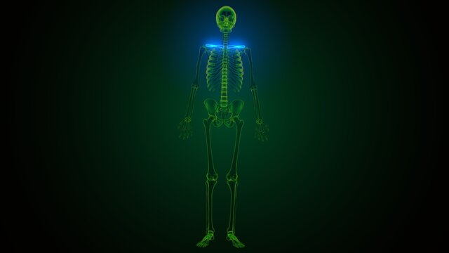 3d illustration of human skeleton anatomy rib cage
