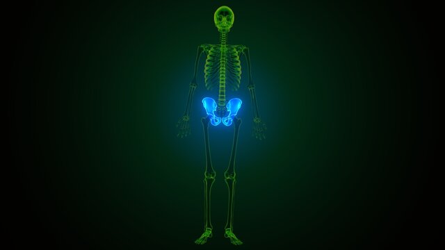 3d illustration of human body hip anatomy

