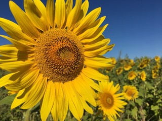 sunflower in the field