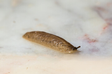 Macro closeup of a leech moving on white floor after a heavy rainfall