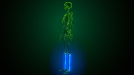 3d illustration of human skeleton anatomy fibula bone