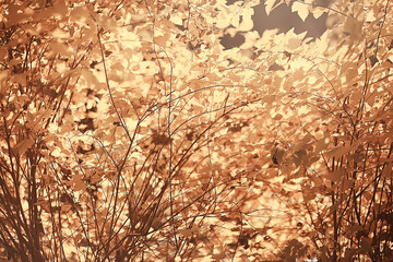branches leaves yellow background / abstract seasonal background falling leaves beautiful photo