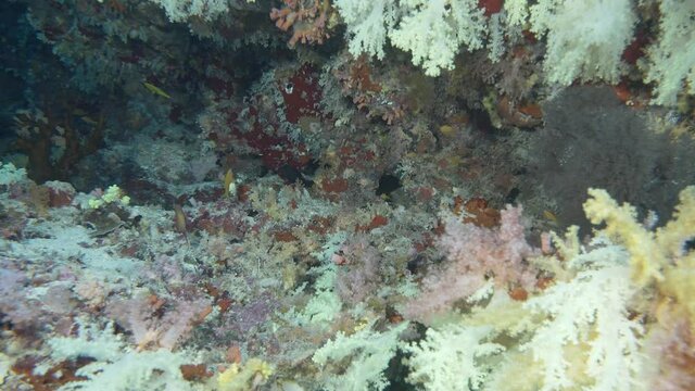 Maldivian colorful soft corals hanging from the ceiling of a cave
