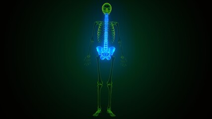 3d illustration of human body spinal and hip bone anatomy
