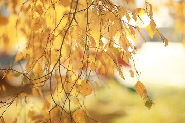 yellow leaves bokeh seasonal background / beautiful autumn leaves yellow branches abstract background, leaf fall concept