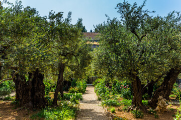 Fototapeta na wymiar Garden on the Mount of Olives
