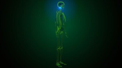 3d render of human skeleton cervical vertebrae bone anatomy
