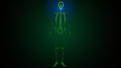 3d render of human skeleton cervical vertebrae bone anatomy
