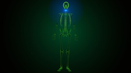 3d illustration of human skeleton cervical vertebrae bone anatomy