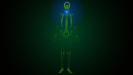 3d illustration of human skeleton cervical vertebrae bone anatomy