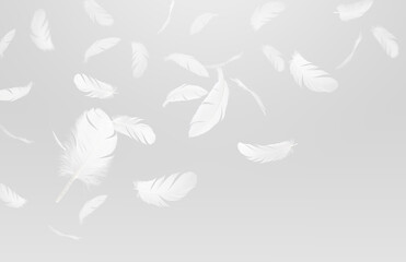 Feather abstract freedom concept. Group of a white bird feathers falling down in the air. Gray background.