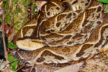 Fer-de-lance Viper, Terciopelo Viper, Bothrops asper, Tropical Rainforest, Costa Rica, Central America, America