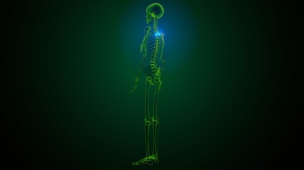 Fototapeta premium 3d render of human skeleton thoracic vertebrae bone anatomy 