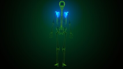 3d illustration of human skeleton anatomy scapula bone 