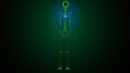 3d render of human skeleton thoracic vertebrae bone anatomy
