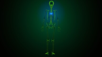 3d render of human skeleton thoracic vertebrae bone anatomy
