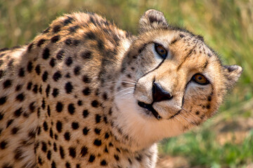 Cheetah, Acinonyx jubatus, South Africa, Africa