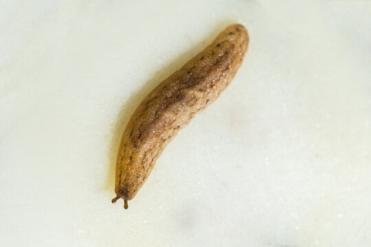 Macro closeup of a leech moving on white floor after a heavy rainfall