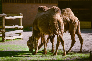 Image of the camel and th young one taken in park