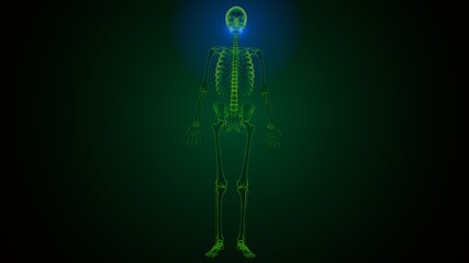 3d illustration of human skeleton skull maxilla bone anatomy