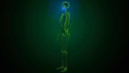 3d illustration of human skeleton skull maxilla bone anatomy © PIC4U