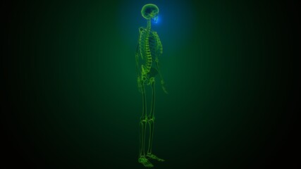 3d illustration of human skeleton skull maxilla bone anatomy