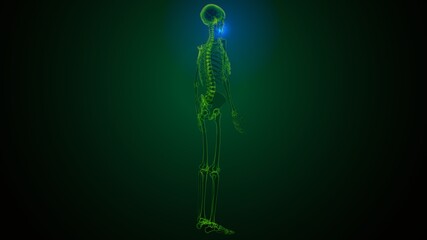 3d illustration of human skeleton skull maxilla bone anatomy © PIC4U