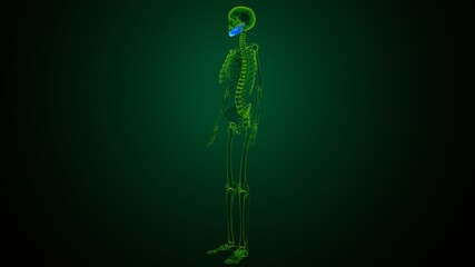 3d illustration of human skeleton skull maxilla bone anatomy © PIC4U