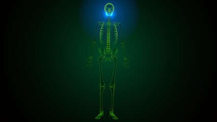 3d illustration of human skeleton skull maxilla bone anatomy