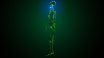 3d illustration of human skeleton skull maxilla bone anatomy © PIC4U