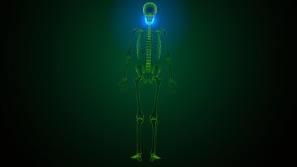 3d illustration of human skeleton skull maxilla bone anatomy © PIC4U