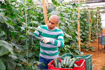 Latino farmer picks ripe cucumbers in greenhouse and puts in crate