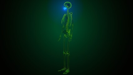 3d illustration of human skeleton skull maxilla bone anatomy © PIC4U