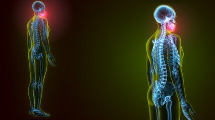 3d illustration of human skeleton skull maxilla bone anatomy © PIC4U