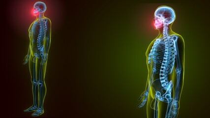 3d illustration of human skeleton skull maxilla bone anatomy © PIC4U