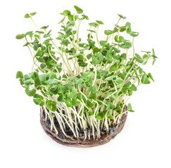 Sprouted basil seeds microgreens. Vegan and healthy eating. Seed Germination at home.