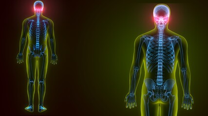 3d illustration of human skeleton skull maxilla bone anatomy